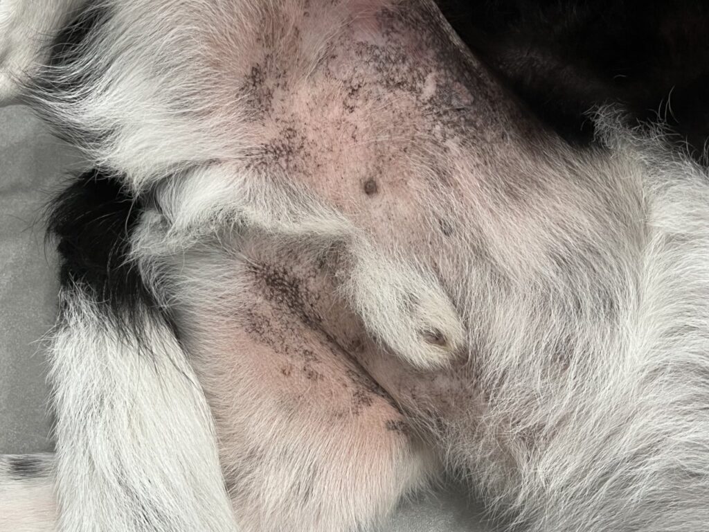 Estado del perro en una revisión a los 4 meses de iniciado el tratamiento de dermatitis atópica.﻿ Abdomen
