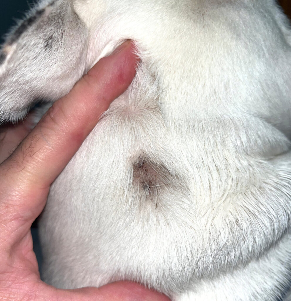 Bulldog francés con lesión alopécica en la cruz. Día 14.