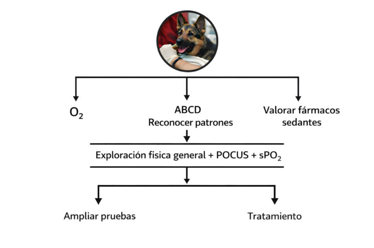 Algoritmo de estabilización inicial y triaje en el paciente con distrés respiratorio.
