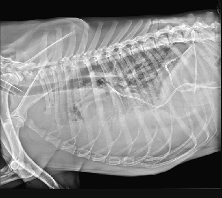 Radiografía de tórax de un perro en vista lateral en la que se observa efusión pleural y la colocación de dos tubos de drenaje.