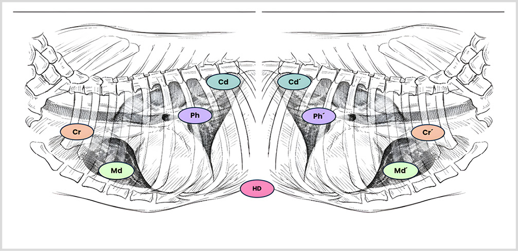 Diagrama de las vistas mediante Vet BLUE.