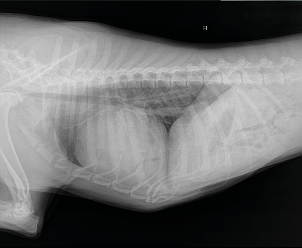 Radiografía L-L derecha de tórax. Cardiomegalia generalizada con desplazamiento dorsal de la tráquea.