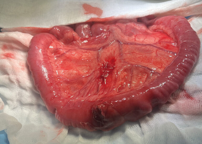 Imagen intraquirúrgica con exposición de asa yeyunal con perforación intestinal en un perro.