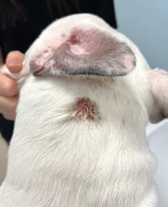 Bulldog francés con lesión alopécica en la cruz. Día 0.