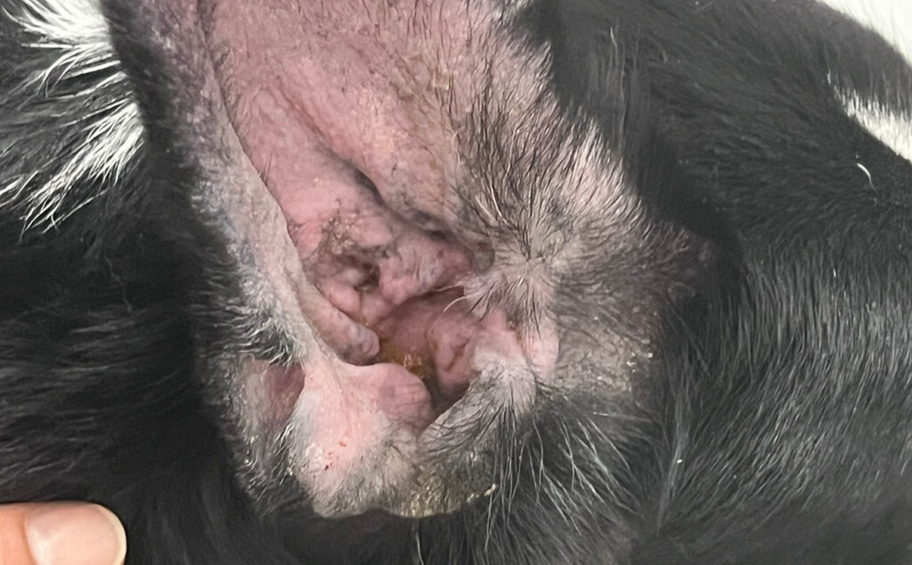 Close-up de la oreja de un animal con detalles visibles de piel y pelo