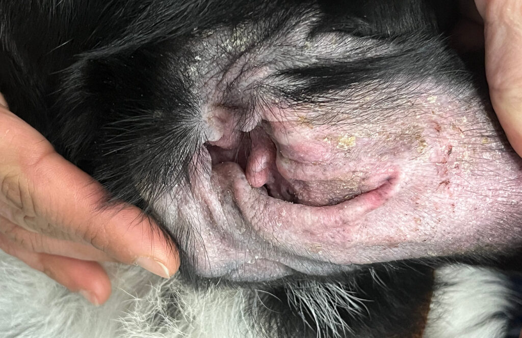 Primer plano de la oreja de un perro con piel irritada