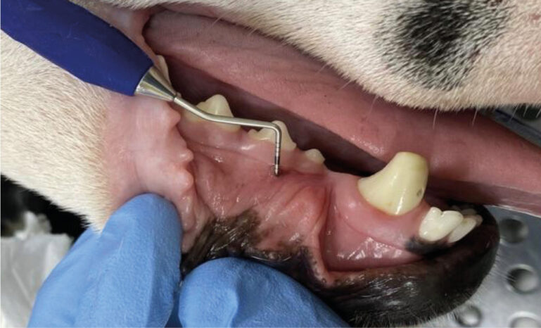 Veterinario realizando limpieza dental a un perro