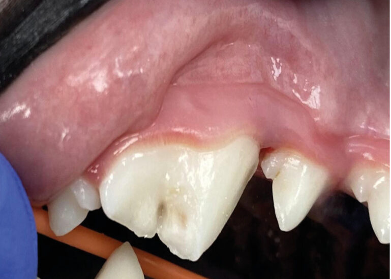 Vista de dientes y encías en un examen dental de un perro