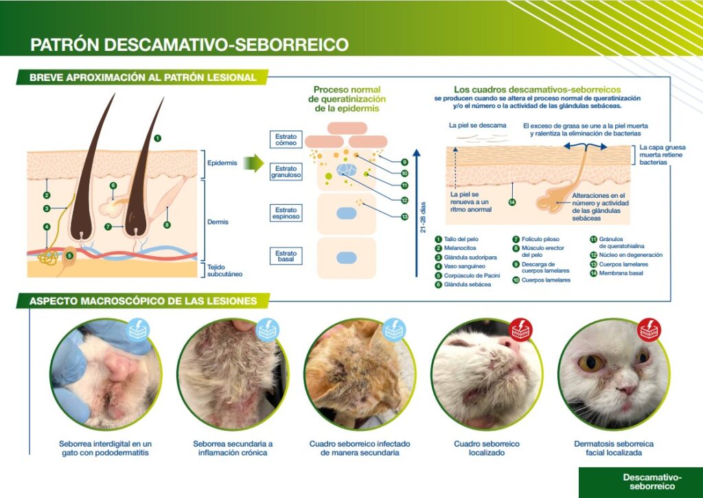 Diagrama sobre el patrón descamativo-seborreico en piel y lesiones en gatos.