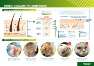 Diagrama sobre el patrón descamativo-seborreico en piel y lesiones en gatos.