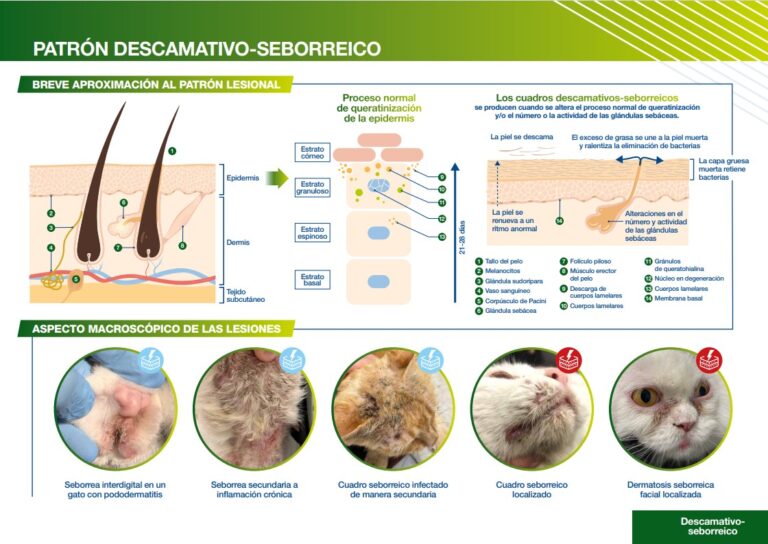 Diagrama sobre el patrón descamativo-seborreico en piel y lesiones en gatos.