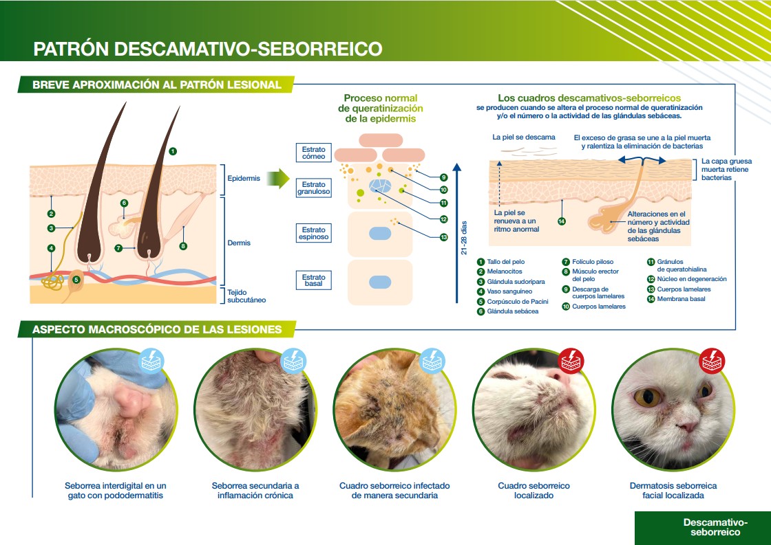 Diagrama sobre el patrón descamativo-seborreico en piel y lesiones en gatos.