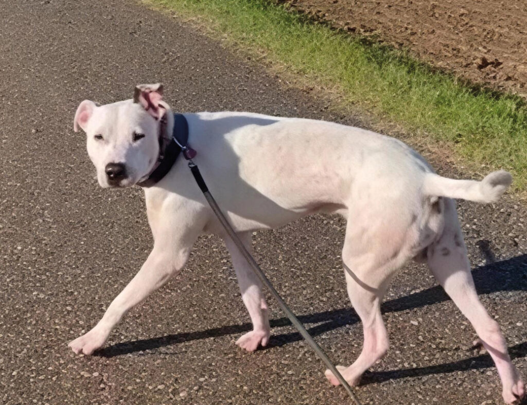 Perro con eritema generalizado y alopecia troncal difusa.