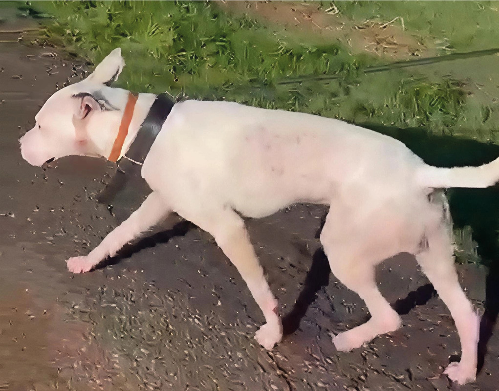 Perro con eritema generalizado y alopecia troncal difusa.