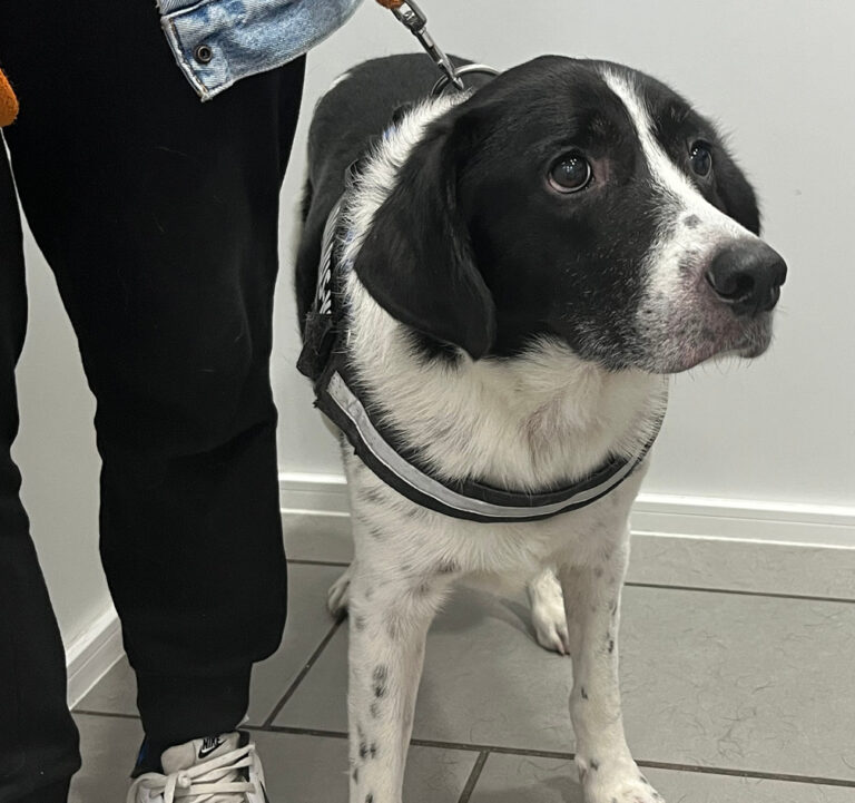 Perro negro y blanco con correa en un entorno interior