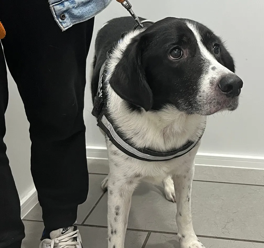 Perro negro y blanco con correa en un entorno interior