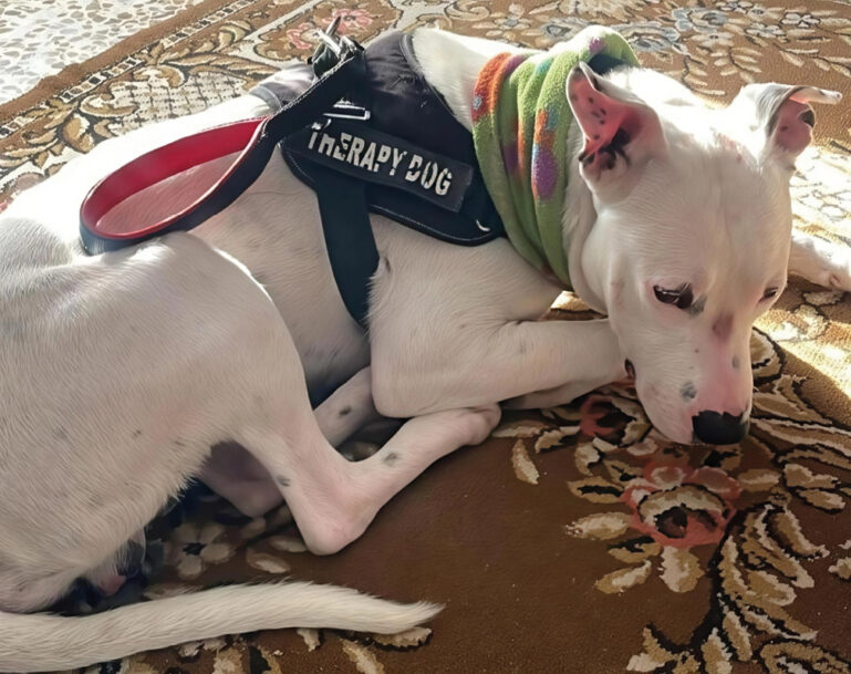Perro con eritema intenso en las áreas faciales y lesiones erosivas en el puente nasal