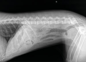 Radiografía lateral de abdomen. Imagen de “vidrio esmerilado” con pérdida del detalle seroso compatible con la presencia de líquido libre abdominal / peritonitis.