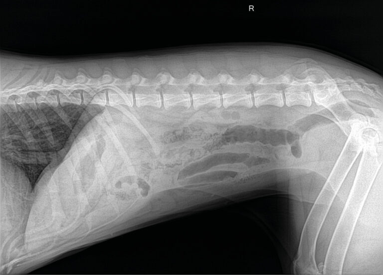 Radiografía lateral de abdomen. Imagen de “vidrio esmerilado” con pérdida del detalle seroso compatible con la presencia de líquido libre abdominal / peritonitis.
