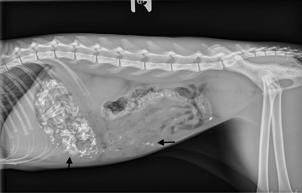 Estudio radiográfico del abdomen: Proyección lateral derecha