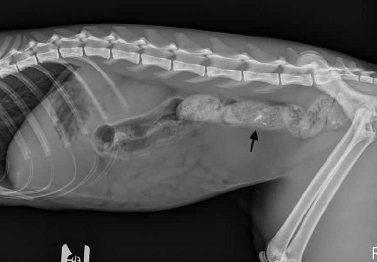 Estudio radiográfico de abdomen del paciente del caso 2, realizada 24 horas tras la ingestión. proyección lateral derecha