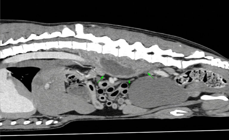 Tomografía computarizada de un perro donde se observa un acúmulo de fluido (absceso) en la musculatura sublumbar, probablemente producido por la presencia de un cuerpo extraño.
