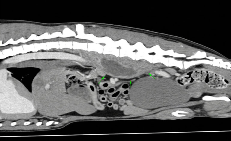 Tomografía computarizada de un perro donde se observa un acúmulo de fluido (absceso) en la musculatura sublumbar, probablemente producido por la presencia de un cuerpo extraño.