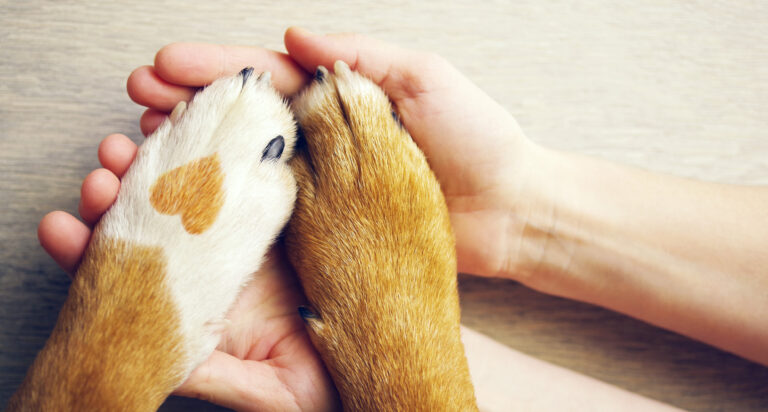 Patas de perro y manos humanas entrelazadas con un corazón en la pata