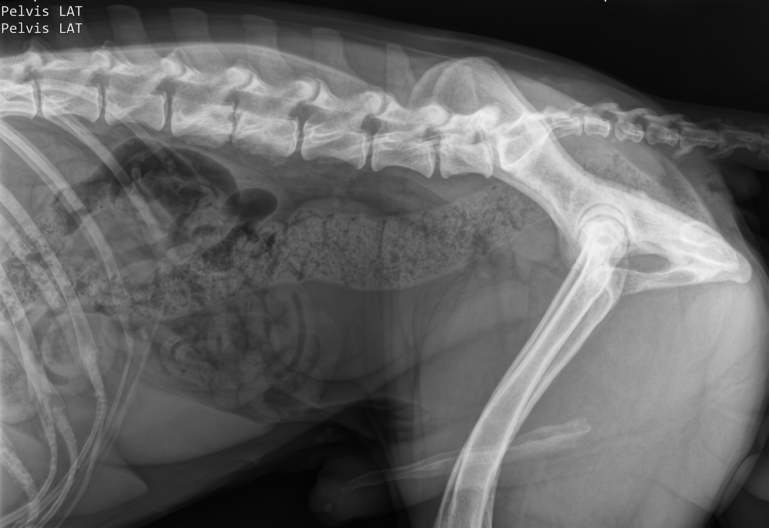 Imagen radiográfica de un perro compatible con discoespondilitis en L2-L3.