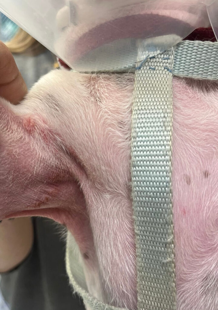Eritema moderado en la región cervical ventral.