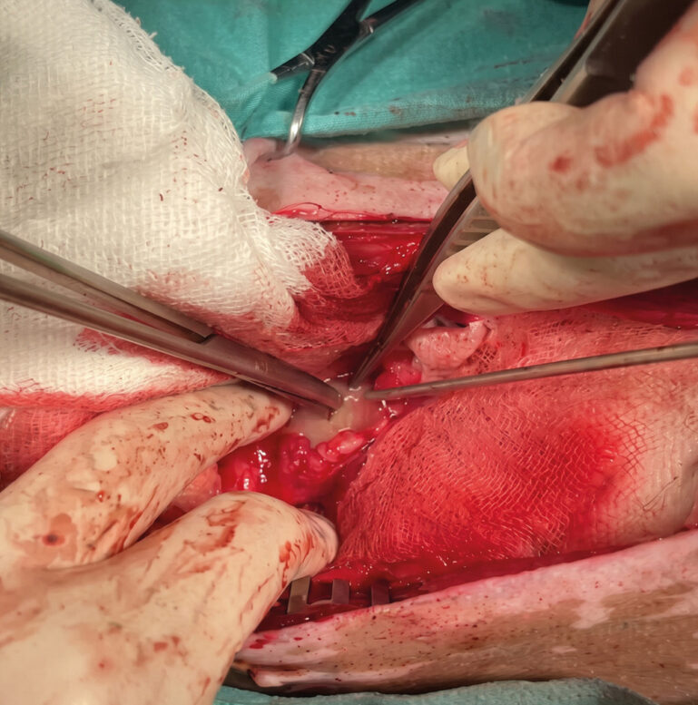 Aspirado del absceso en la musculatura sublumbar en un perro