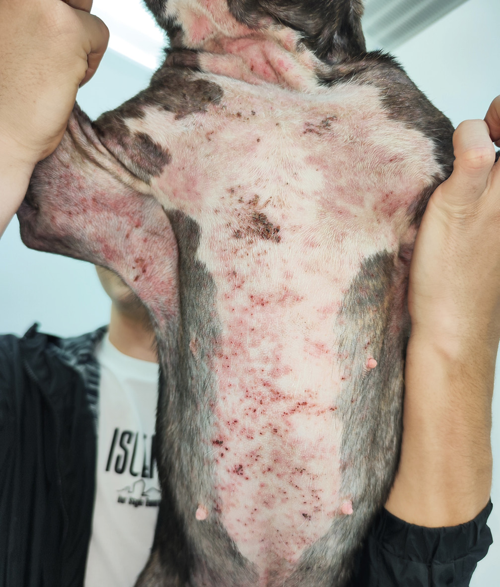 Dermatitis atópica canina. Lesiones alopécicas, eritematosas y pápulo-costrosas generalizadas en la zona ventral del tórax y las axilas