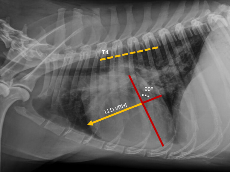 Representación de la determinación del índice cardiaco vertebral derecho (VRHi) en una proyección latero-lateral derecha en un paciente canino con dirofilariosis.