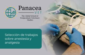 Imagen que muestra un procedimiento de anestesia veterinaria con un veterinario usando ecografía.