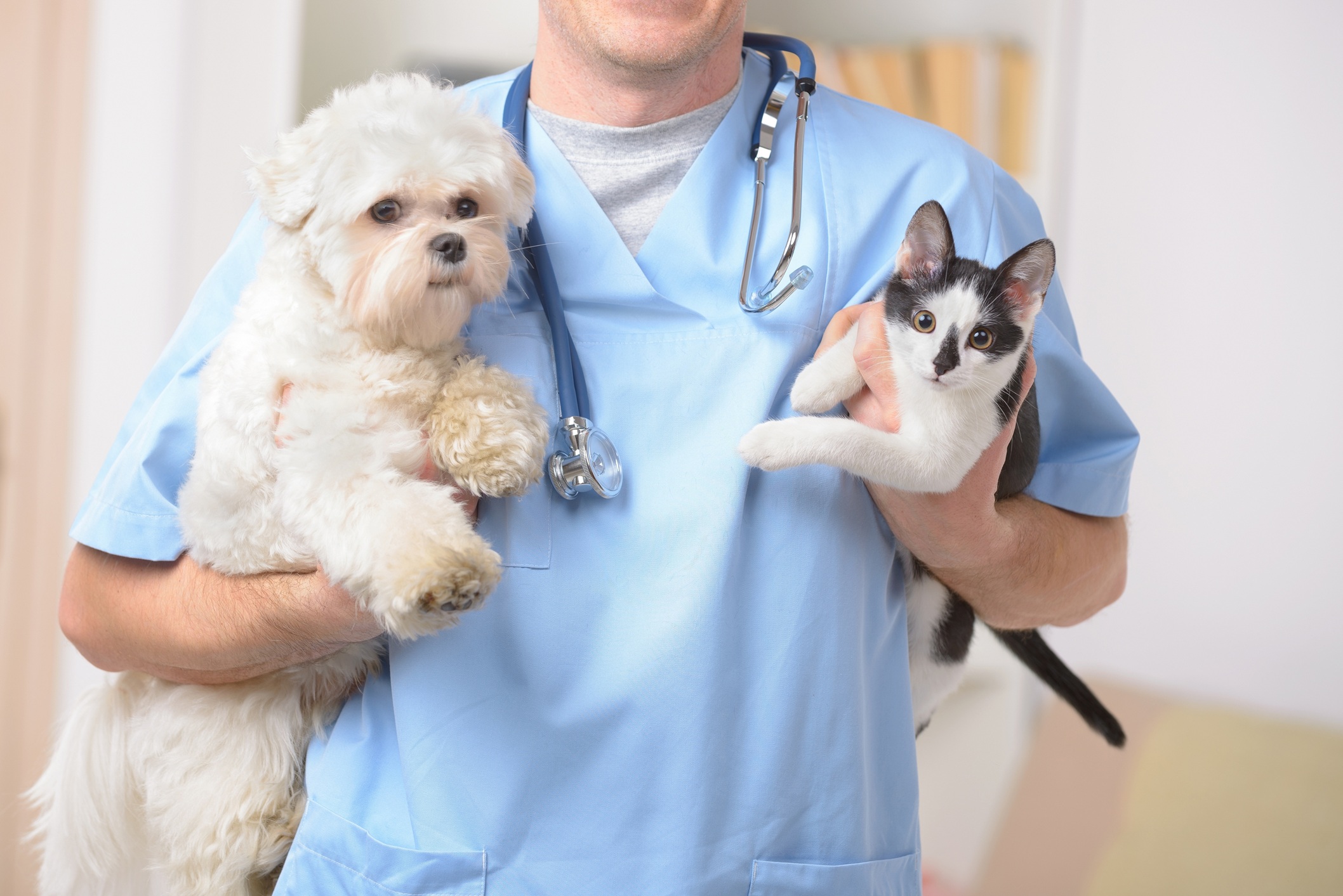 Veterinario sosteniendo un perro y un gato en brazos