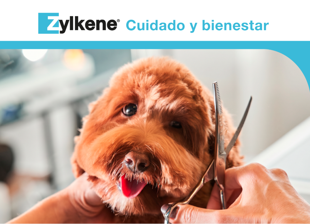 El toolkit de Zylkene apoya a los veterinarios con el servicio de peluquería