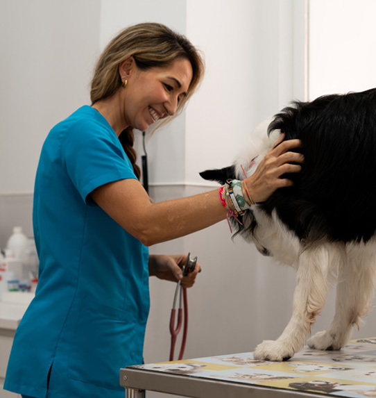 Veterinaria sonriendo mientras examina a un perro en una consulta