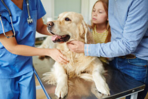 Veterinario examinando a un perro con una niña observando