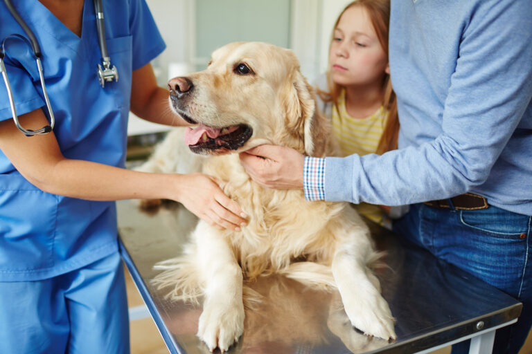 Veterinario examinando a un perro con una niña observando