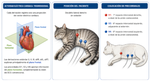 Diagrama de actividad eléctrica cardíaca y colocación de electrodos en un gato