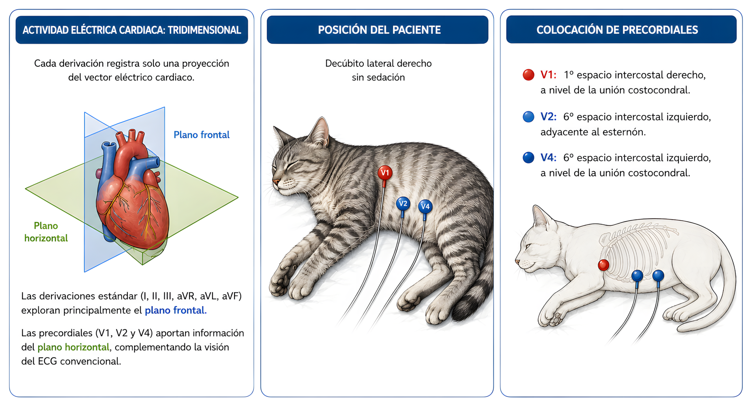 Diagrama de actividad eléctrica cardíaca y colocación de electrodos en un gato