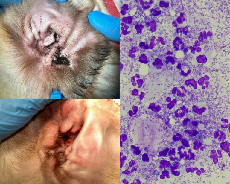 Perro con otitis externa. Se observan úlceras en el canal horizontal y secreción mucoide. La citología ótica muestra abundantes bacilos asociados a biofilm y numerosos neutrófilos.