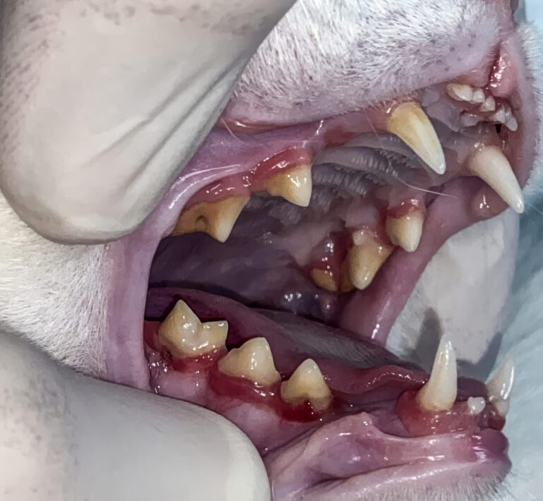 Exposición de la furca y retracción gingival en un paciente felino con enfermedad periodontal avanzada.