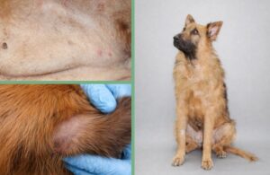 Imágenes de dermatitis atópica en un perro pastor alemán