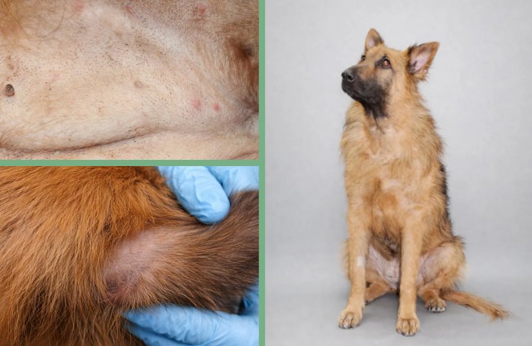 Imágenes de dermatitis atópica en un perro pastor alemán
