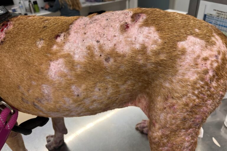 Aspecto de la piel de un perro con dermatitis atópica después del tratamiento con Phovia®.