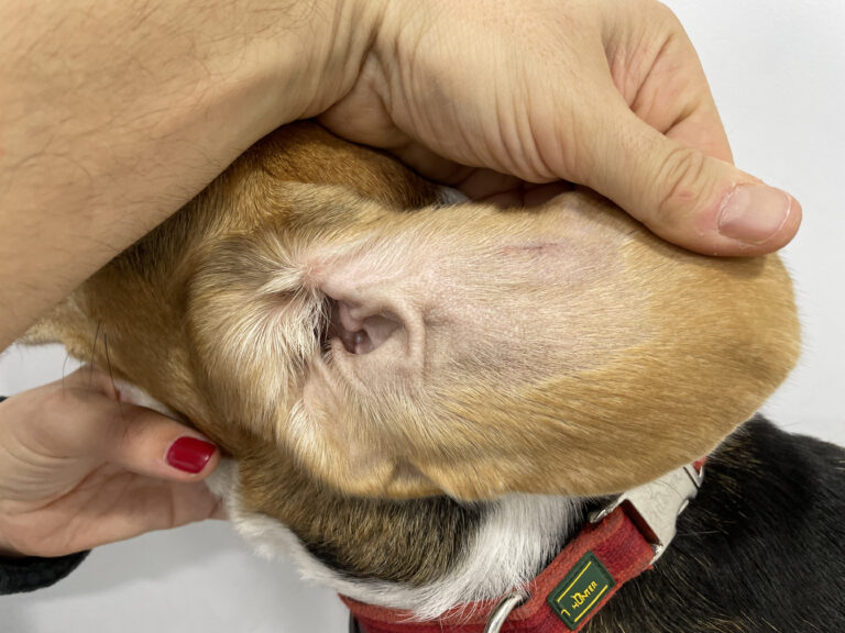 Imagen del pabellón auricular anterior izquierdo en la que se observa la cicatriz de la incisión todavía eritematosa y eritema leve en la base de la oreja.