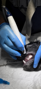 La tecnología piezoeléctrica en cirugía oral permite un corte óseo selectivo y ultrapreciso salvaguardando los tejidos blandos adyacentes.