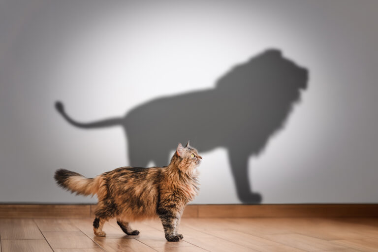 Un gato caminando mientras proyecta la sombra de un león en la pared.
