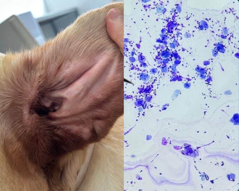 Perro con otitis externa. Seguimiento a las 9 semanas. Se aprecia una marcada mejoría clínica y en la citología, donde se observan corneocitos hipermaduros y cocos ocasionales.